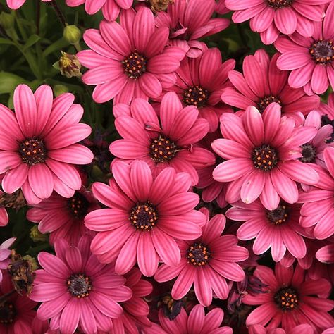 Pink Daisy Pink Daisy Aesthetic, Daisy Colors Flowers, Pink Daisies Aesthetic, Pink Daisy Wallpaper, Daisy Colors, Daisy Flower Pictures, Pink Gerbera Daisy, Pink Daisy Flower, Pink Daisies