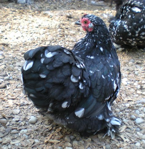 Cochin Bantams Cochin Bantam, Cochin Chickens, Bantam Chickens, Clay County, Backyard Chicken Farming, White Animals, Chicken Farming, Chicken Breeds, Pet Chickens