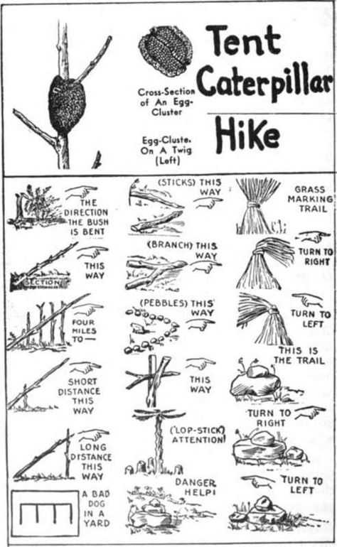 Some Common Trail Marks Trail Marking, Tent Caterpillars, Camping Necessities, Treasure Hunt Clues, Wild Cherry, Cherry Trees, School Survival, Forest School, Girls Camp