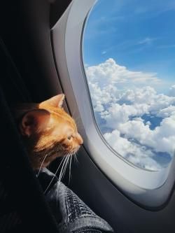 Bring Me Cats! New Year Manifestation, Traveling With Cats, Cat Infographic, Meme Gifs, Infographic Inspiration, To The Window, Airplane Window, Cat Travel, Funniest Memes