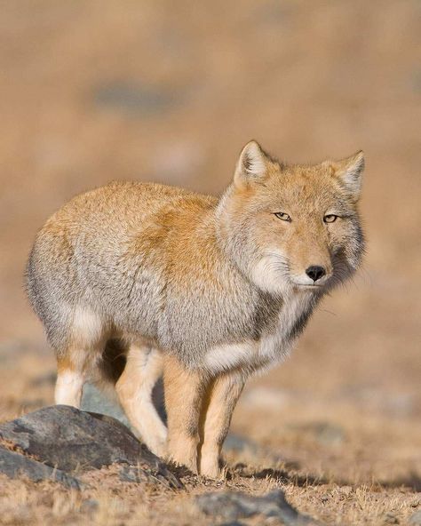 Tibetan fox (Vulpes ferrilata) / Renard du Tibet / Image by miloburcham (Milo Burcham) from instagram Tibetan Sand Fox Faces, Rare Animals Real, Chunky Animals, Tibetan Fox, Chinese Animals, Vulpes Vulpes, Fox Photography, Rare Animals, Pretty Animals