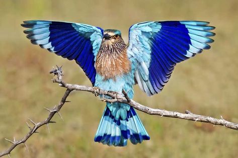 European roller.  Photo credit:  birdspot.co.uk. European Roller, Photo Credit, Birds, Animals