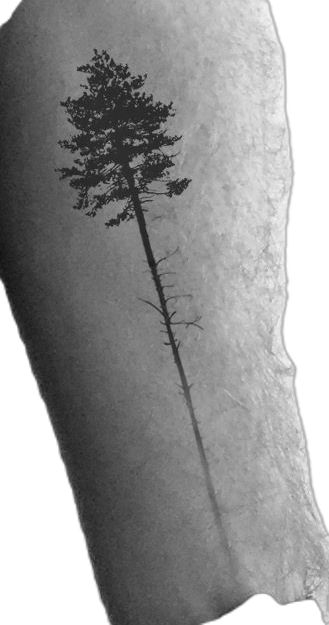 Longleaf Pine Tattoo, Tattoo Pine Tree, Sequoia Tattoo, Pine Tree Tattoos, Fine Line Pine Tree Tattoo, Woodsy Tattoos, Tattoo Trees, Aa Tattoos, Pine Tattoo