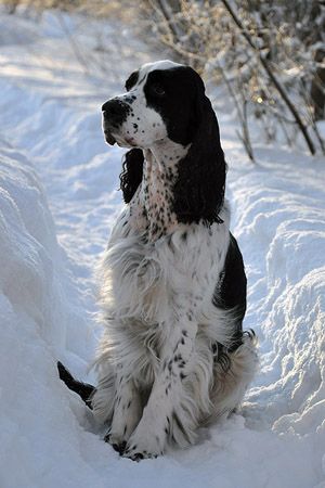 English Springer. … Springer Dog, Tattoos Outdoors, Springer Spaniel Puppies, Welsh Springer Spaniel, Spaniel Breeds, Spaniel Art, Springer Spaniels, Animals Design, Cocker Spaniel Puppies