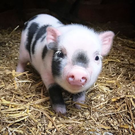 Micro Pigs, Teacup Pigs, Pig Pictures, Cute Piglets, Beautiful Eyelashes, Mini Pigs, Cute Piggies, Pet Pigs