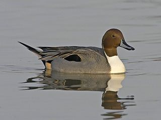 Jouhisorsa, Anas acuta - Linnut - LuontoPortti Pintail Duck, Redhead Duck, Types Of Ducks, Duck Species, Duck Breeds, Aquatic Birds, Duck Pictures, What The Duck, Bird Identification