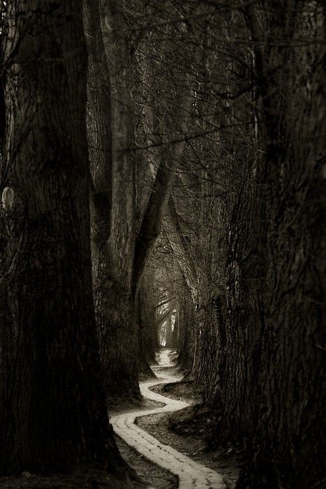 Dark Forest Path God's Promises, Dreams And Nightmares, Forest Path, Winding Road, Biblical Quotes, White Photo, Dark Forest, Heavenly Father, Enchanted Forest