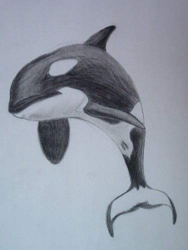 killer whale by orcaya on DeviantArt Sealife Drawing, Whale Sketch, Killer Whale Tattoo, Drawing Natural, Orca Art, Whale Drawing, Whale Tattoos, Whale Art, Killer Whale