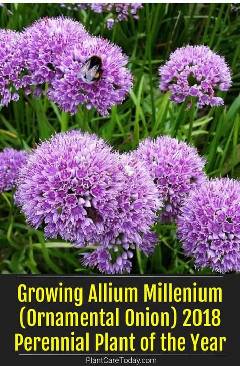 Millenium Allium Flowers, Ornamental Onion, Millennial Allium, Millenium Allium, Alium Flower Border, Millennium Allium, Allium Millenium, Flower Bed Plants, Front Yard Flowers