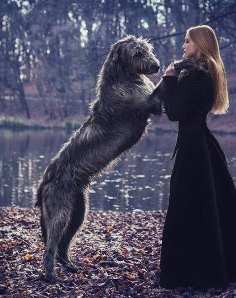 Step 1: Get and Irish Wolfhound Step 2: Name him Sirius Black (or Remus Lupin) Step 3: Be the happiest person... EVER Irish Wolfhound Dogs, Wolfhound Dog, Love My Dog, Irish Wolfhound, Jolie Photo, Beautiful Dogs, Big Dogs, Beautiful Creatures, I Love Dogs