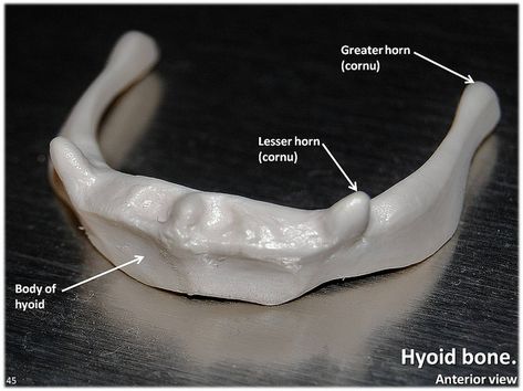 Hyoid bone, anterior view with labels - Axial Skeleton Visual Atlas, page 45 | by Rob Swatski Hyoid Bone, Bony Landmarks, Photography Text, Axial Skeleton, Assistant Professor, Anatomy Drawing, Anatomy And Physiology, Community College, Human Anatomy