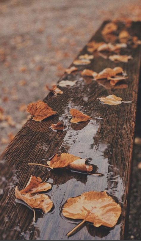 Rainy Fall, Autumn Instagram, Autumn Rain, Autumn Magic, Image Nature, Fallen Leaves, Autumn Scenery, Best Seasons, Autumn Cozy