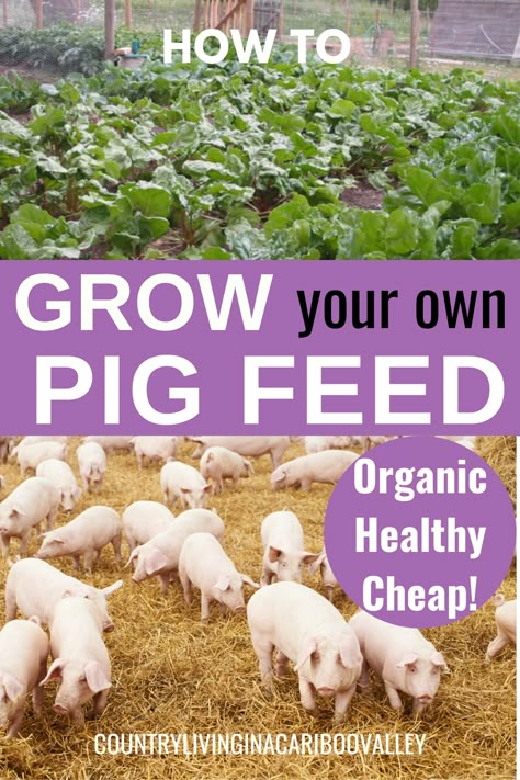 Pig Pasture Ideas, Pigs And Chickens Together, Pigs And Goats Together, Homemade Pig Feed, Pig Feed Recipes, Pig Farming Ideas, Pig Barn Ideas, Pig Farming Design, Pig House Ideas