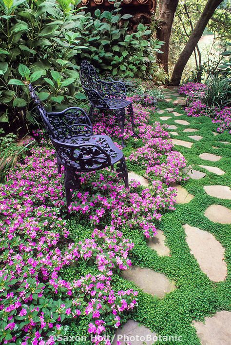 (Secret) Garden - Iron bench in stepping stone path with Baby's Tears (Soleirolia soleirolii) groundcover bordered by pink flower impatiens 'Firefly'. Design:  Bob Clark Soleirolia Soleirolii, Best Ground Cover Plants, Stepping Stone Path, Stepping Stone Paths, Indoor Vegetable Gardening, Flower Garden Design, Stone Path, Pallets Garden, Ground Cover Plants