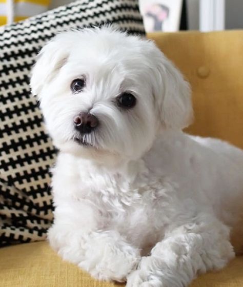 Maltichon Haircut, Maltese Dog Haircut, How To Groom A Maltese At Home, How To Groom A Maltipoo At Home, Maltese Poodle Haircut, Shichon Haircut, Maltese Haircut Teddy Bear, Maltese Haircut Hairstyles, Maltipoo Haircut Styles