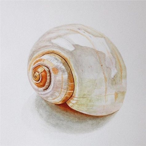 Sea Shell Watercolor, Shell Watercolor, Shell Drawing, Anna Mason, Seashell Painting, Diy Watercolor Painting, Watercolor Projects, Painted Shells, Watercolor Art Lessons