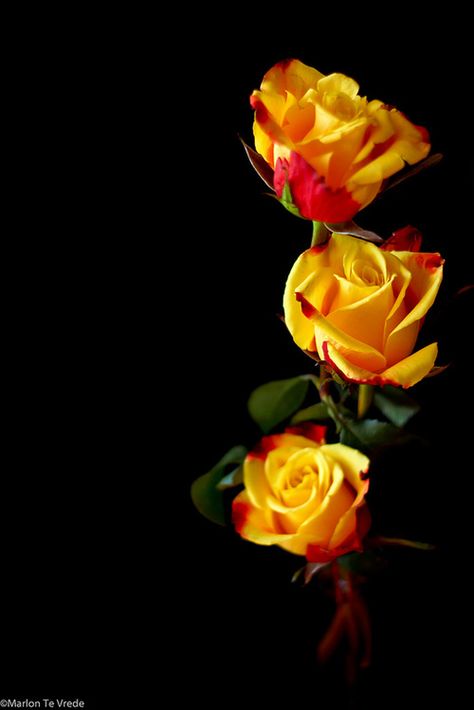 .. Three Roses, Beautiful Hearts, Antique Store, Pigeon Forge, Beautiful Rose Flowers, Phone Card, Love Rose, Alam Yang Indah, Mellow Yellow