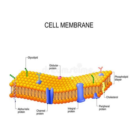 Plasma Membrane Drawing, Cell Membrane Drawing, Enzymes Biology, Cell Membrane Structure, Membran Sel, Science Homework, Plasma Membrane, Story Drawing, Cell Structure