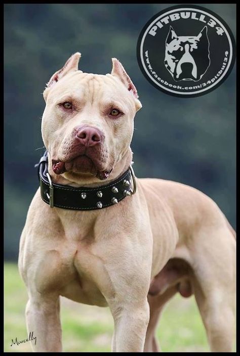 Pit bulls = Beautiful ... Handsome, handsome man!!! Bless their sweet lil hearts <3 <3 <3 Pitbulls Black, Aesthetic Pitbull, Puppy Pfp, Pitbull Aesthetic, Sketches Nature, Pitbull Drawing, Pitbull Blue, Pitbull Dog Breed, Black Pitbull