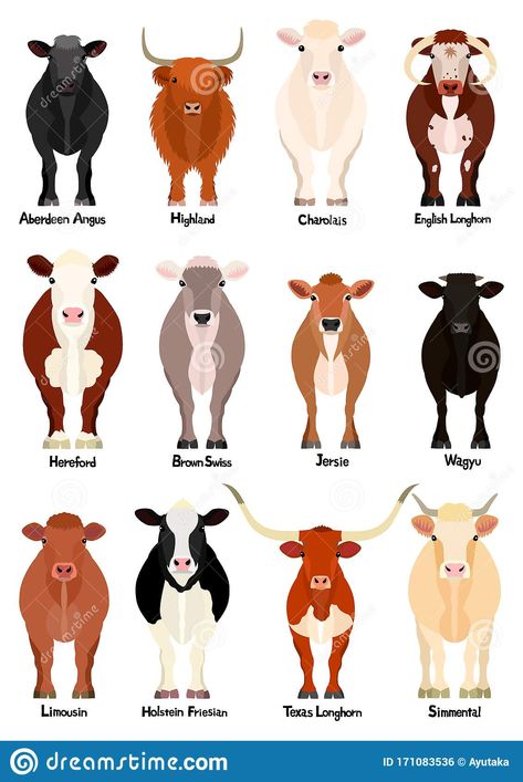 Set Of Various Breeds Cow At Front View Stock Vector - Illustration of length, livestock: 171083536 Different Types Of Cows, Types Of Cows, Livestock Judging, Farm Tips, Breeds Of Cows, Hereford Cows, Show Cattle, Fluffy Cows