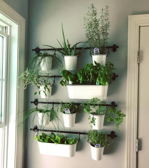 Balcon Mic, Herb Garden Wall, Herb Wall, Herb Garden In Kitchen, Diy Herb Garden, نباتات منزلية, Kitchen Herbs, Indoor Herb, Herb Gardens