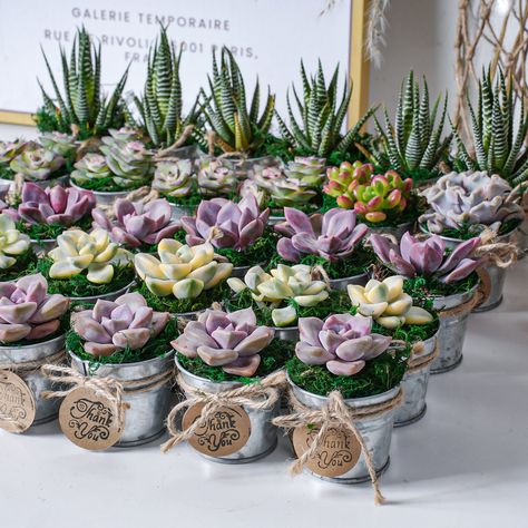 📦----Package Details----📦 You will receive,  ---24/36/54 Tiny Iron Buckets (Without Handles) . ---24/36/54 Live Fresh and healthy Succulent Plants, rooted in round pots. ---24/36/54 Mini Round Tags (Blank, You can choose the personalized option). ---Mose, Rope. 📢---Please feel free to contact us if you need other quantities ! 📢---Pictures are just for reference. All of these plants are randomly hand selected from 400+ different varieties. So you may receive the different varieties plants. Ho Garden Themed Bridal Shower Ideas, Copper Wedding Theme, Wedding Centerpeices, Succulent Party Favors, Succulent Wedding Favors, Plant Party, Succulent Favors, Homeowner Gift, Succulent Centerpieces