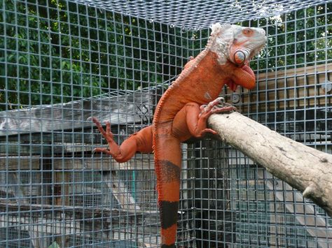 Super Red Iguana - photo from Florida Iguana and Tortoise Breeders Farm Red Iguana, Green Iguana, Nam Joo Hyuk, Reptile Snakes, Joo Hyuk, Lizards, Weird Animals, Unique Animals, Cute Creatures