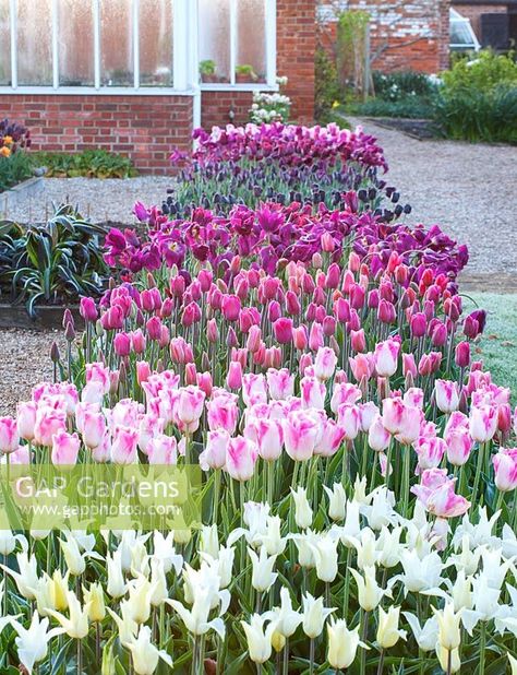 Home Tulip Garden, Raised Bed Tulip Garden, Raised Tulip Bed, Tulip Raised Bed, Tulips In Raised Beds, Tulip Landscaping Front Yards, Tulip Garden Layout, Tulip Bed, The Garden Band