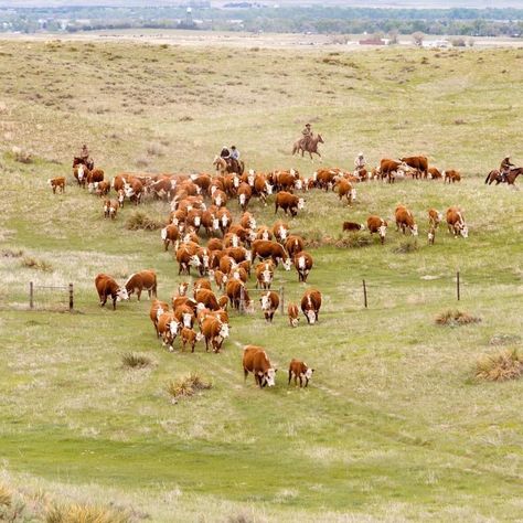 Cows Homestead, Small Cows, Herd Of Cows, Sheep Ranch, Beef Farming, Breeds Of Cows, Hereford Cows, Small Cow, Hereford Cattle