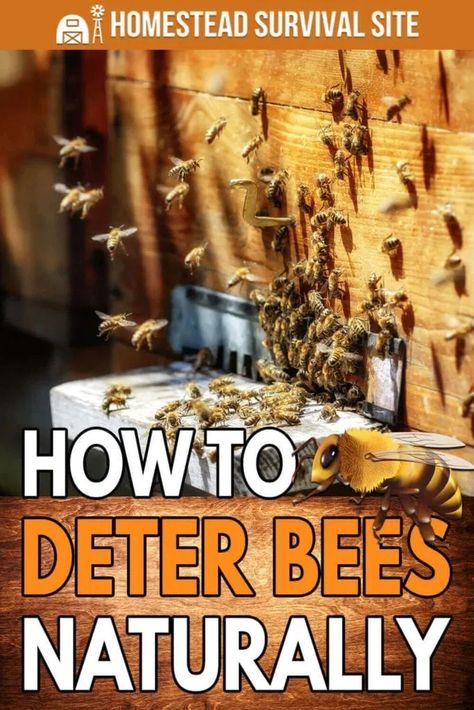 Getting Rid Of Bees, Homestead Style, Bee Removal, Carpenter Bee, Rooting Hormone, Homestead Survival, Daily Health Tips, Growing Fruit, Indoor Gardening