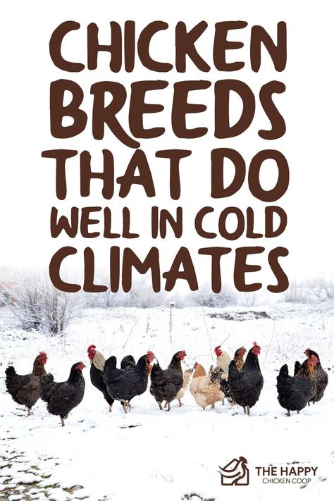 Cold Weather Chickens, Chicken Coop Cold Climate, Cold Climate Chicken Coop, Chicken Coop For Cold Climates, Barnyard Chickens, Raising Meat Chickens, Chickens 101, Sustainable Farm, Chickens In The Winter