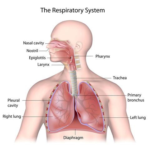 Anatomy & Physiology – Respiratory System A&P Overview - MBLEx Guide Respiratory System Anatomy, Interesting Health Facts, Human Respiratory System, Human Body Organs, Exam Guide, Human Anatomy And Physiology, Natural Pain Relief, Body Organs, Respiratory System