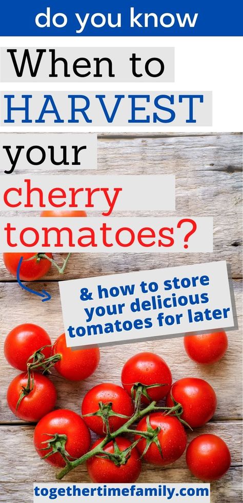 Can You Freeze Cherry Tomatoes, Preserving Cherry Tomatoes, Preserve Cherry Tomatoes, Freezing Cherry Tomatoes, Canning Cherry Tomatoes, Growing Cherry Tomatoes, Black Cherry Tomato, Tomato Harvest, Cherry Tomato Plant