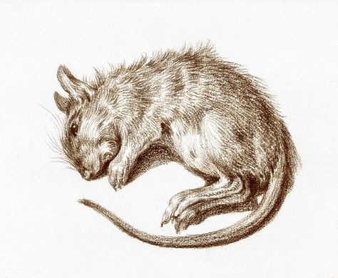 Dead rat (1812) by Jean Bernard (1775-1883). Original from the Rijks Museum. Digitally enhanced by rawpixel. | free image by rawpixel.com Rat Drawing, Free Illustration Images, Vector Cartoon, Animal Sketches, Weird Animals, Bern, Vintage Illustration, Free Image, Beautiful Artwork