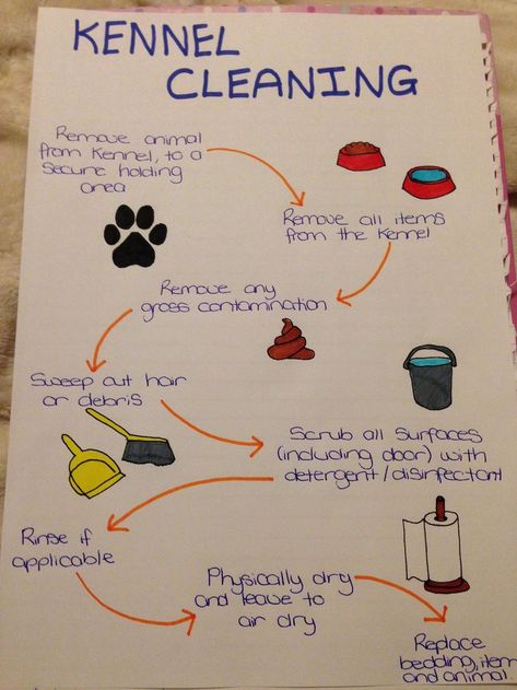 Dog Kennel Cleaning Ideas, Dog Boarding Set Up, Dog Kennel Organization Ideas, Dog Boarding Organization Ideas, Breeding Kennel Ideas, Dog Grooming And Boarding Ideas, Dog Kennel Business Ideas, Vet Clinic Ideas Design, Puppy Kennel Ideas