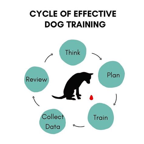 𝗝𝗲𝘀𝘀𝗶𝗲 | 𝗗𝗲𝘁𝗲𝗰𝘁𝗶𝗼𝗻 𝗗𝗼𝗴 𝗧𝗿𝗮𝗶𝗻𝗶𝗻𝗴 (@3canines.training) • Instagram-Fotos und -Videos Dog Training Equipment, Detection Dogs, Work Online, Training Equipment, Keep Track, Working Dogs, Dog Trainer, Online Training, Online Work