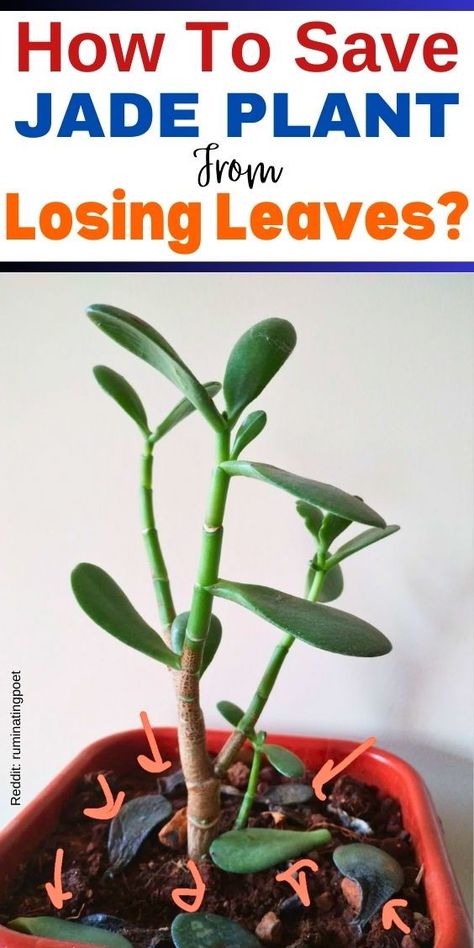 "Jade plant care, Succulent care, Indoor plant care, Plant watering tips, 
Plant leaf loss, Plant stress, Plant health, Plant maintenance, Plant care 
tips, Plant troubleshooting." How To Care For Jade Plant Indoors, Jade Plant Pruning, Indoor Cactus Plants, Jade Plant Care, Plants In Jars, Art Sherpa, Indoor Cactus, Jade Plant, Plant Hacks