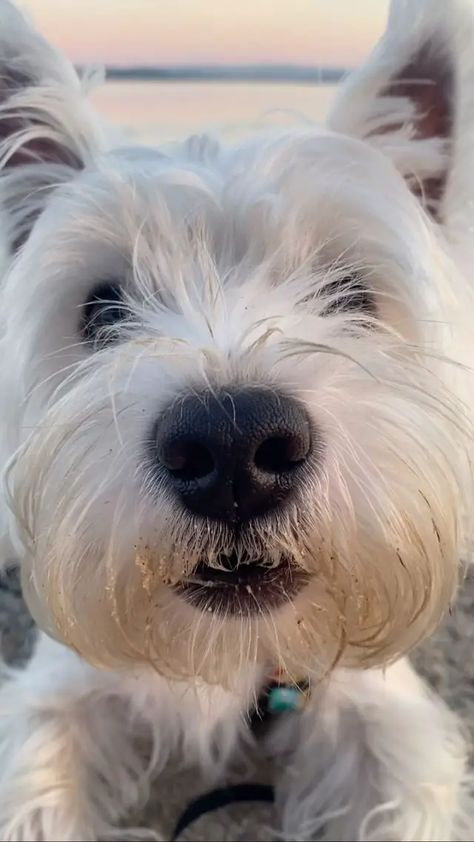 29 Photos of Naughtiest Westies: You’ll LOL When You Find Out What They Did Snoodle Puppies Dogs, Cute Fluffy Dogs, Dog Expressions, Westie Dog, Pet Pictures, Westie Puppies, Angel Babies, Cutest Dogs, Westie Dogs