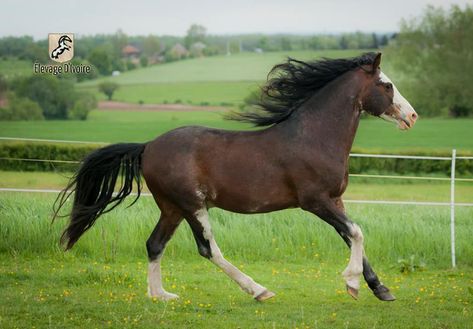 Barb Barb Horse, Kathiyawadi Horse, Marwari Horses, Horse Photography, Horse Breeds, Beautiful Horses, Horses, Animals, Quick Saves