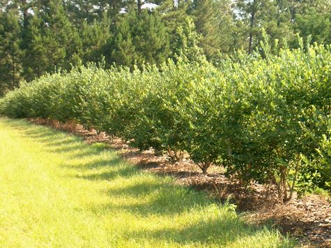 Blueberries as an edible hedge. I still like the idea of having a sort-of in-town farmlike yard, like everyone used to have (but no token cow). Edible Hedge, Blueberry Gardening, Blueberry Farm, Blueberry Plant, Berry Bushes, Blueberry Bushes, Permaculture Gardening, Edible Landscaping, Forest Garden