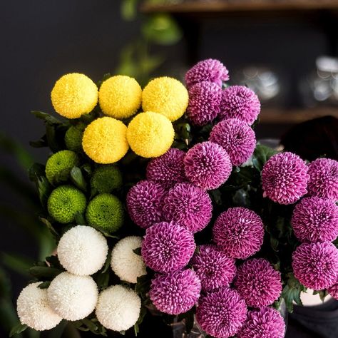 These all-round "ping pong" disbud chrysanthemums can be used for a modern look, or combined with other shapes in a traditional arrangement - available in-store now. . . . . #marketflowers #flowermarket #chrysanthemums #disbud #brisbaneflorist #flowersbrisbane #iloveflowers #flowersof instagram #modernflowers #floristry #flowersonline Pom Pom Chrysanthemum, Good Morning Monday, Market Flowers, Morning Monday, Greenhouse Plants, Plants Are Friends, Flower Installation, Line Flower, Fresh Market