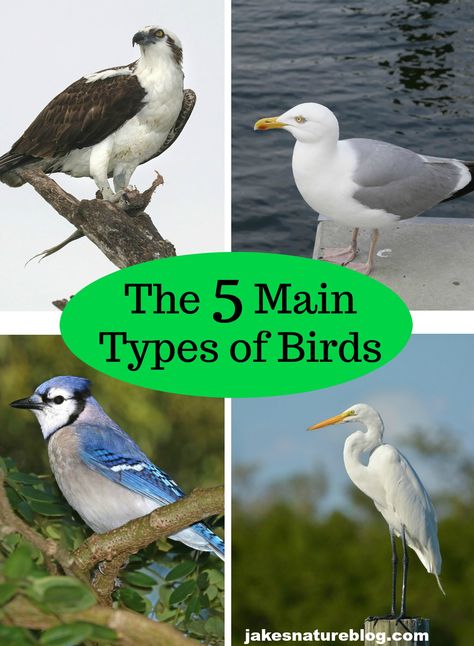 This is a nice, simple explanation of the main kinds of birds, perfect for beginner naturalists or anyone that loves birds and nature.  #birds #birdidentification #nature #naturalist Nature For Kids, Bird Nails, Birds Pics, Facts About Nature, Coldest Place On Earth, Bird Person, Backyard Birds Watching, Nature Facts, American Birds