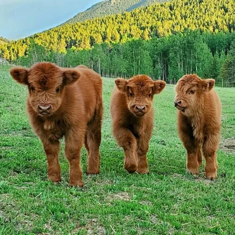 Baby Highland Cows Pet Cows, Cow Wallpaper, Cow Photos, Mini Cows, Baby Highland Cow, Baby Farm Animals, Fluffy Cows, Cow Pictures