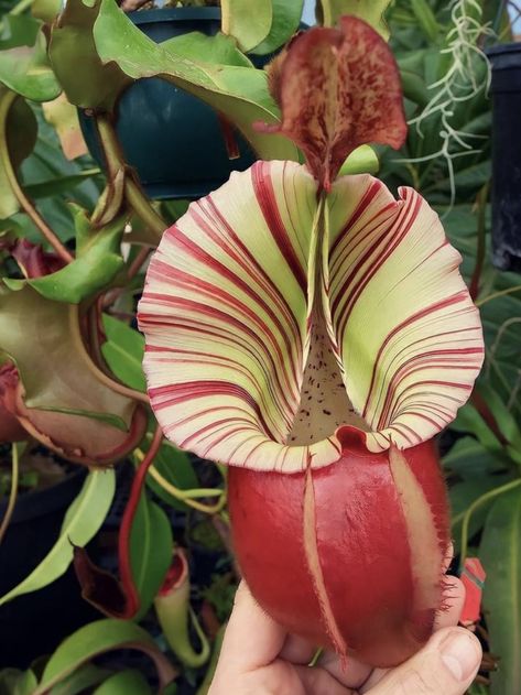 Moonlit Conservatory, Nepenthes Pitcher Plant, Carnivore Plants, Plant Pic, Organic Objects, Titan Arum, Pitcher Plants, Bog Plants, Endangered Plants