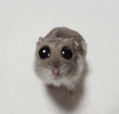 Hamster Eyes Boba, Hamster Boba Eyes, Rat Memes Humor, Boba Eyes Cat, Goofy Rat, Rats Funny, Rat Meme, Silly Rat, Rat Cute