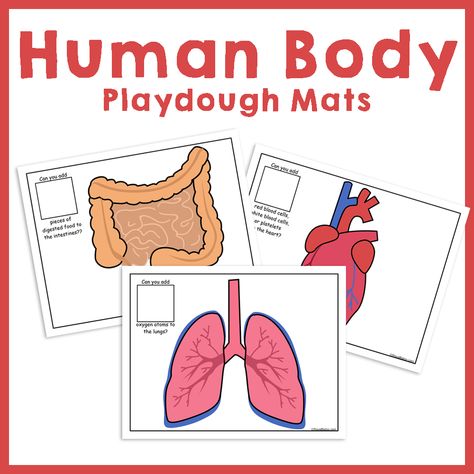 Add these Human Body Play Dough Pages to your Human Body Unit! They include counting …   Human Body Play Dough Pages Read More » The post Human Body Play Dough Pages appeared first on Royal Baloo. Human Body Playdough Mats, Ckla Human Body First Grade, Human Body Crafts, Anatomy Learning, Body Preschool, Human Body Activities, Wrap Flowers, Human Body Unit, Animal Adaptations