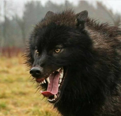 Beautiful Black Wolf. I Pray For Your Survival Angry Wolf, Wolf Images, Wolf Photos, Wolf Love, Wild Wolf, Wolf Pictures, Beautiful Wolves, Wolf Spirit, Arte Inspo