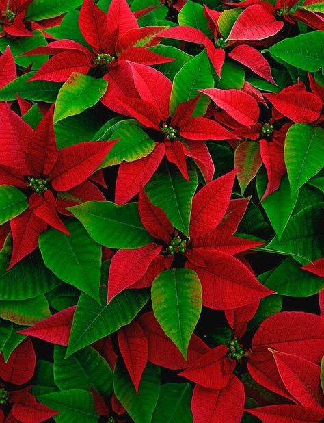 Poinsettia Flowers, Silver Christmas Decorations, Red Poinsettia, Poinsettia Flower, Christmas Flowers, Silver Christmas, Christmas Wallpaper, Christmas Pictures, Christmas Cheer