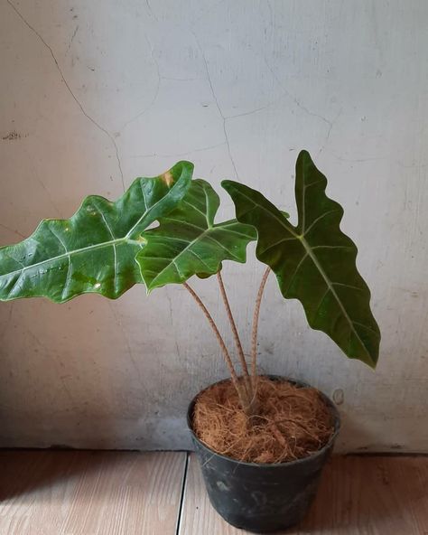 Alocasia Sarian, Plant Wishlist, Urban Gardening, Urban Garden, Planting Succulents, Planting, House Plants, Planter Pots, Plants