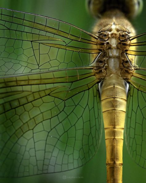 Dragonfly Texture, Dragon Fly Wings, Dragon Fly, Dragonfly Images, Dragonfly Photography, Dragonfly Photos, Dragonfly Insect, Insects Theme, Dragonfly Wings